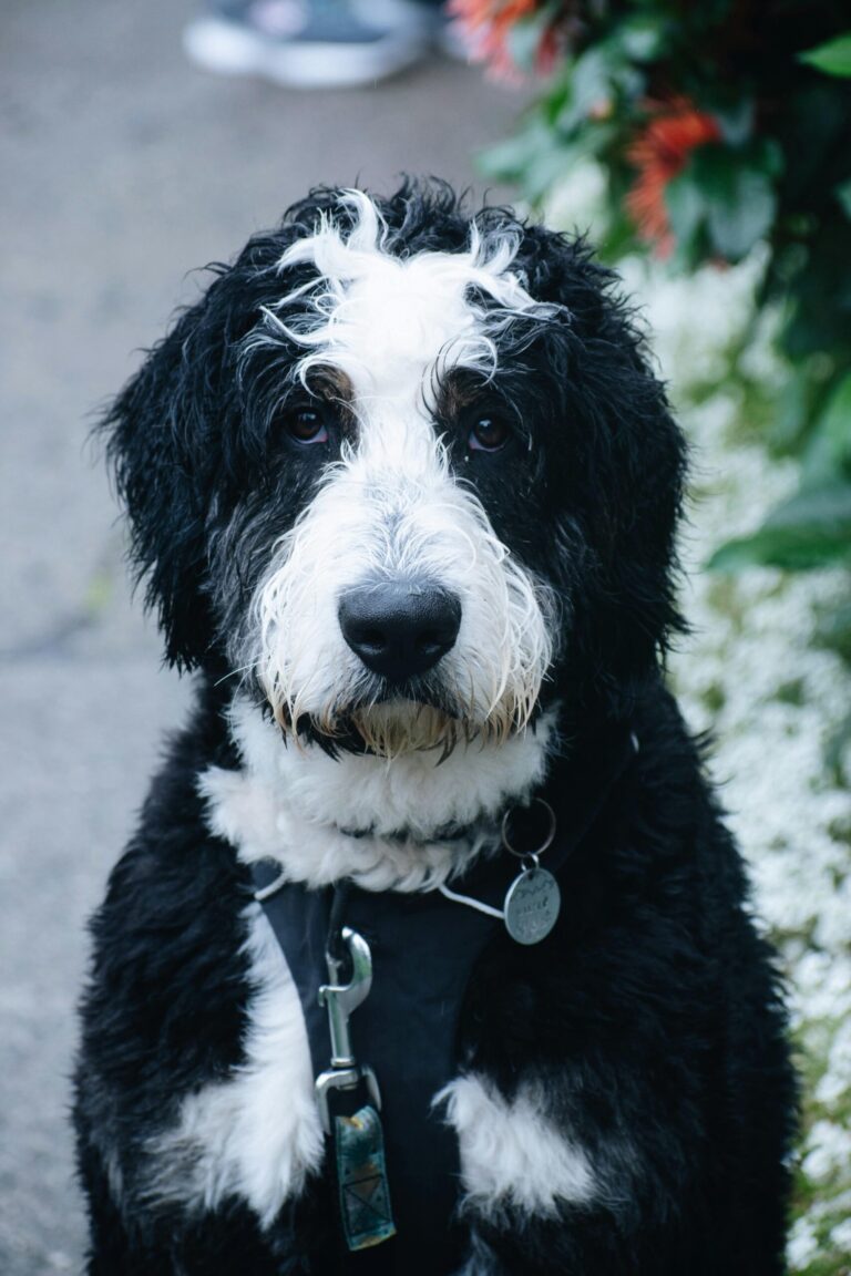 best dog food for bernedoodles