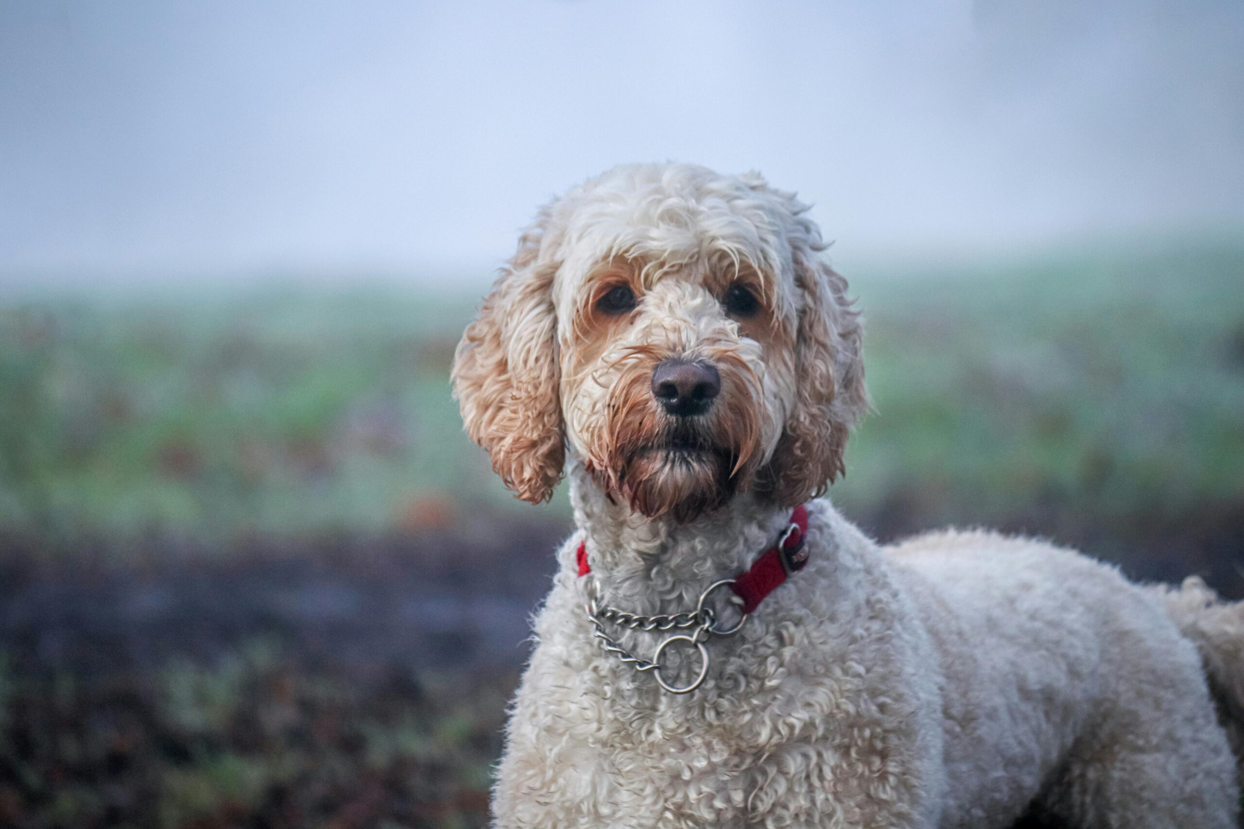 best dog food for labradoodle