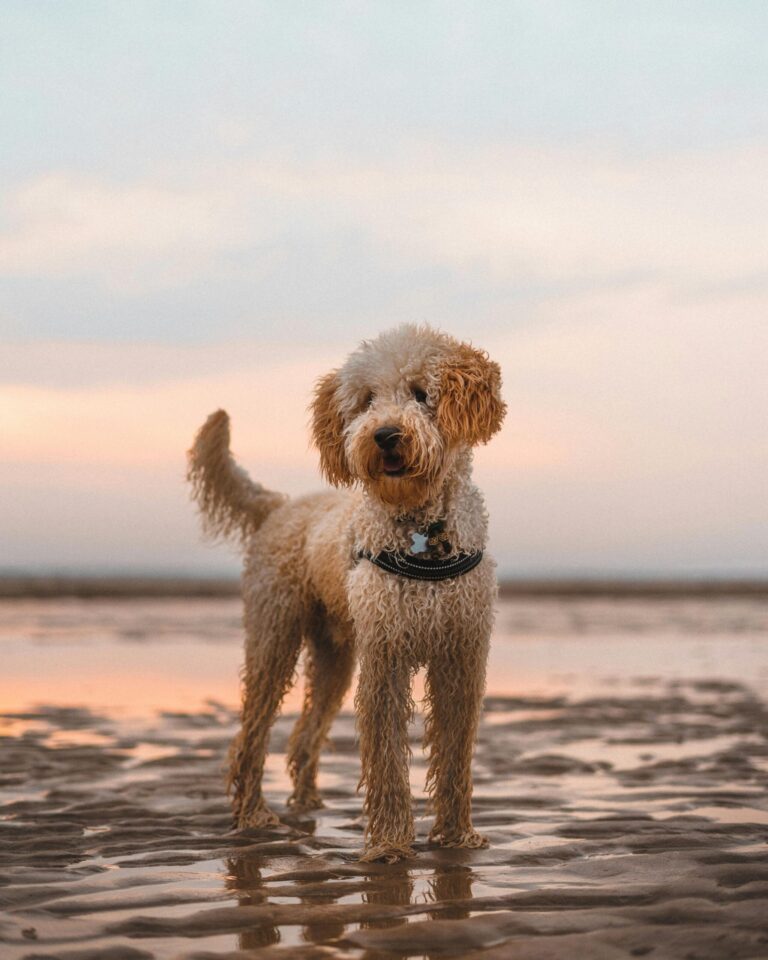 best dog food for labradoodle