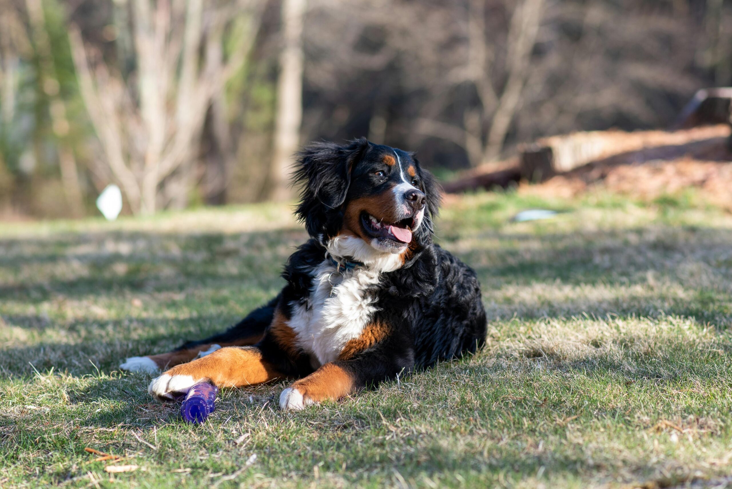 best dog food for bernedoodles