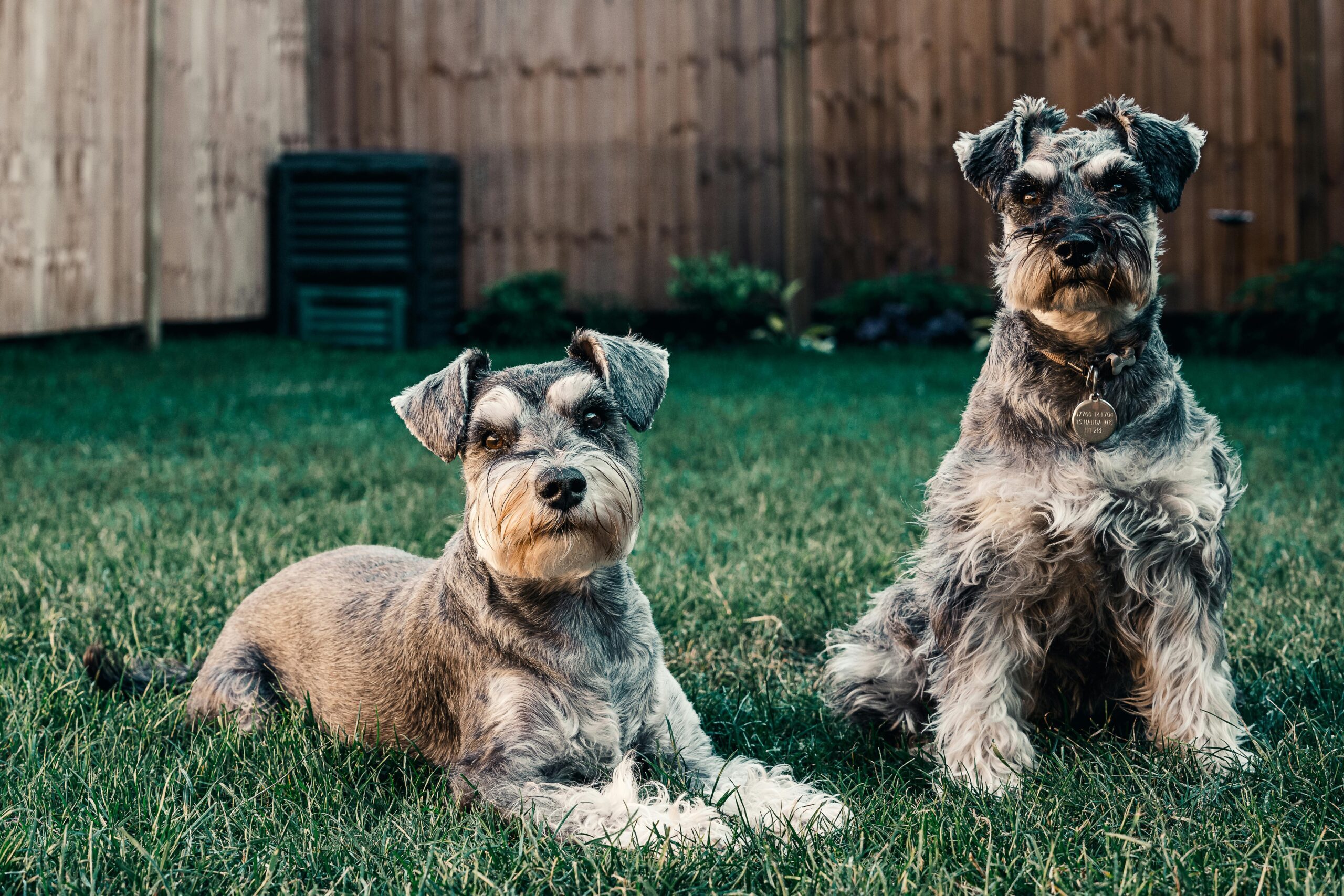 best dog food for schnauzer