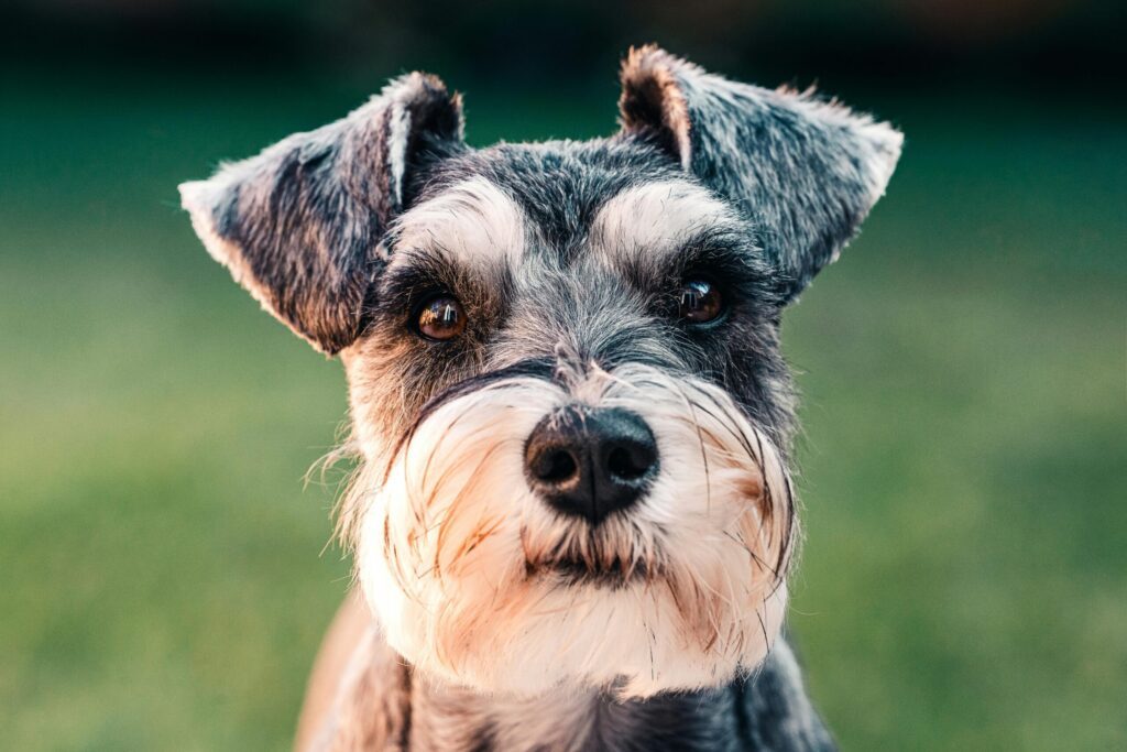 best dog food for schnauzer