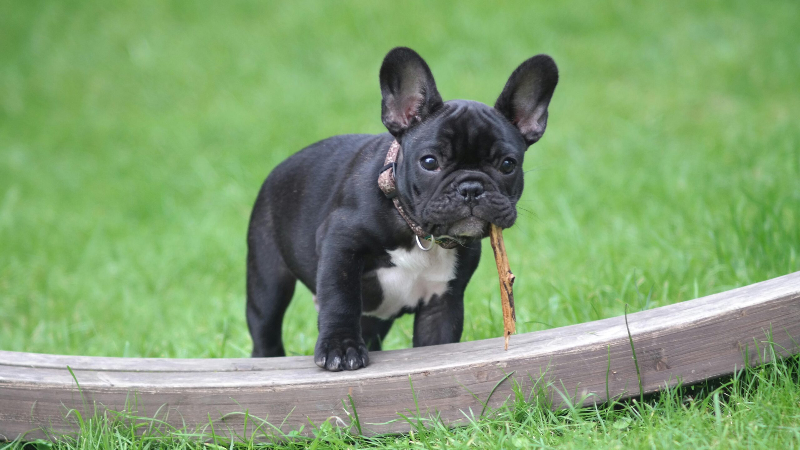 best dog food for a french bulldog