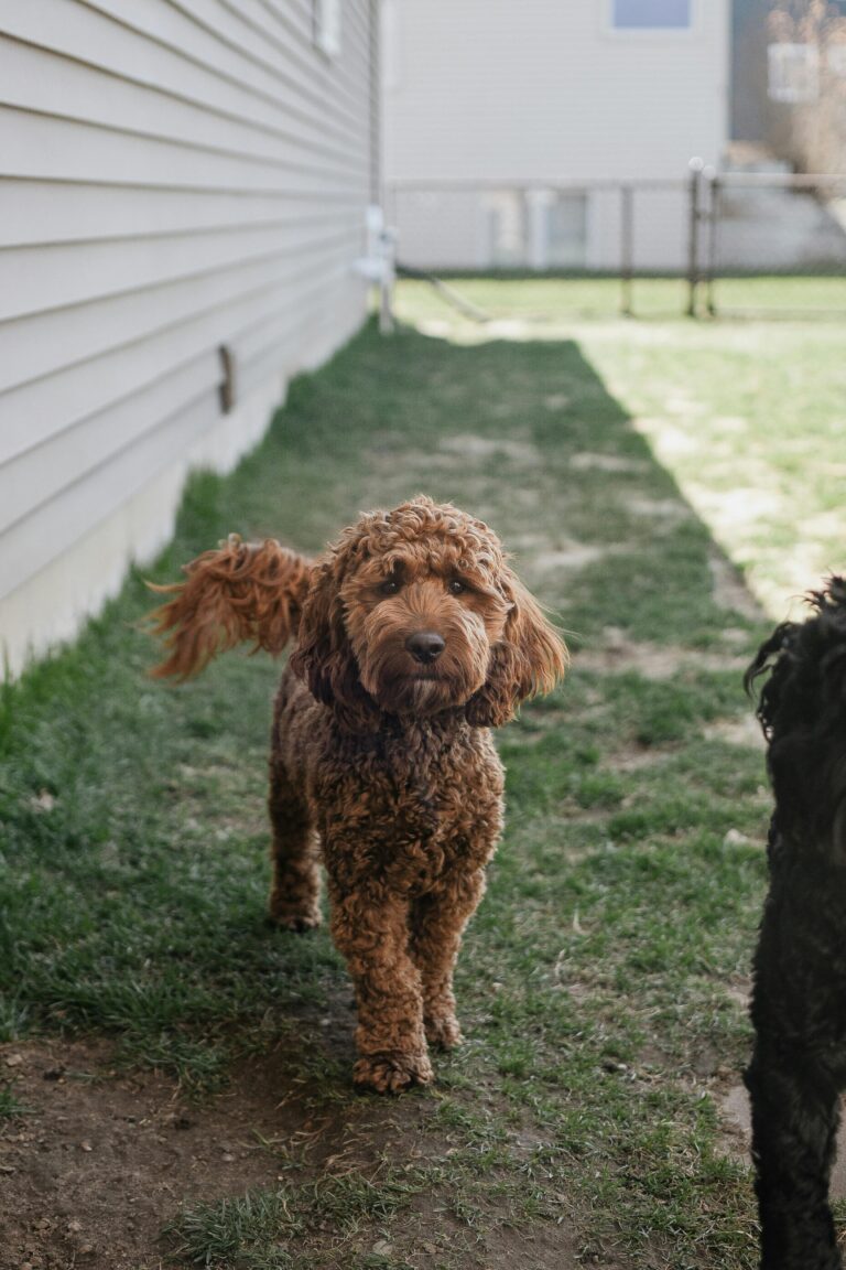 best dog food for cockapoo