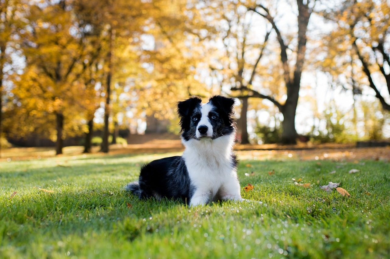 best dog food for mini australian shepherd