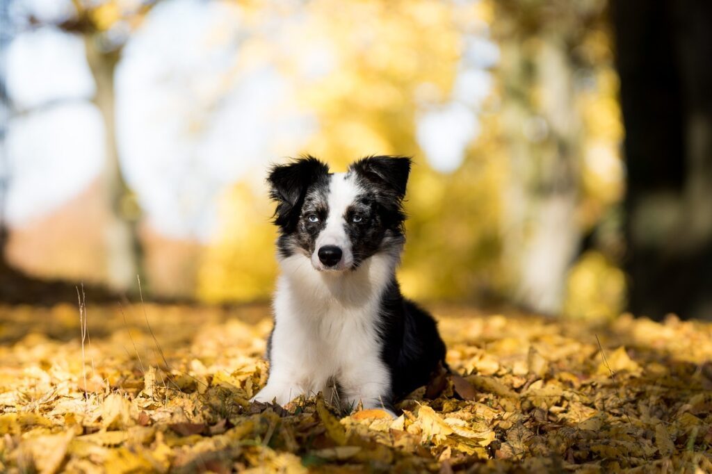 best dog food for mini australian shepherd