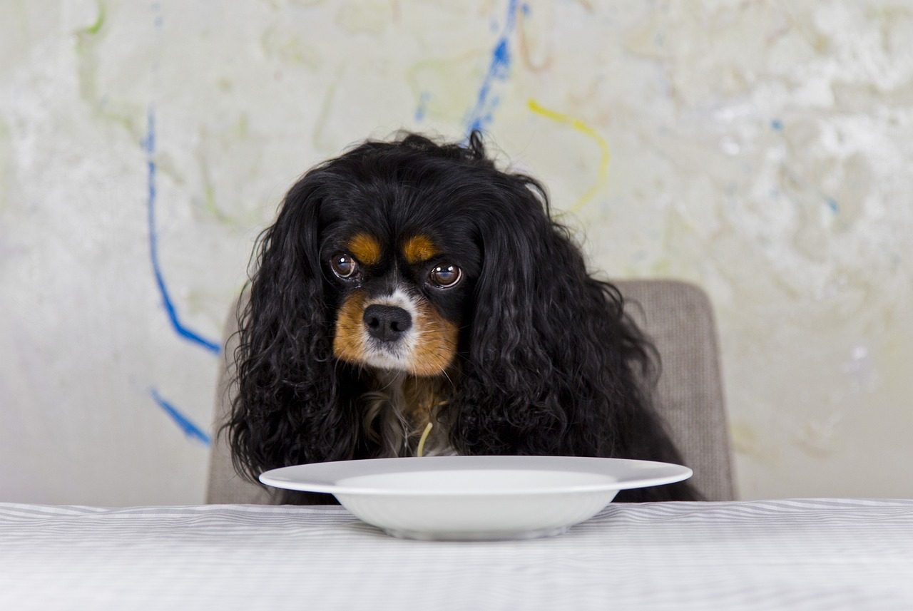 Best Dog Food For Cavalier King Charles