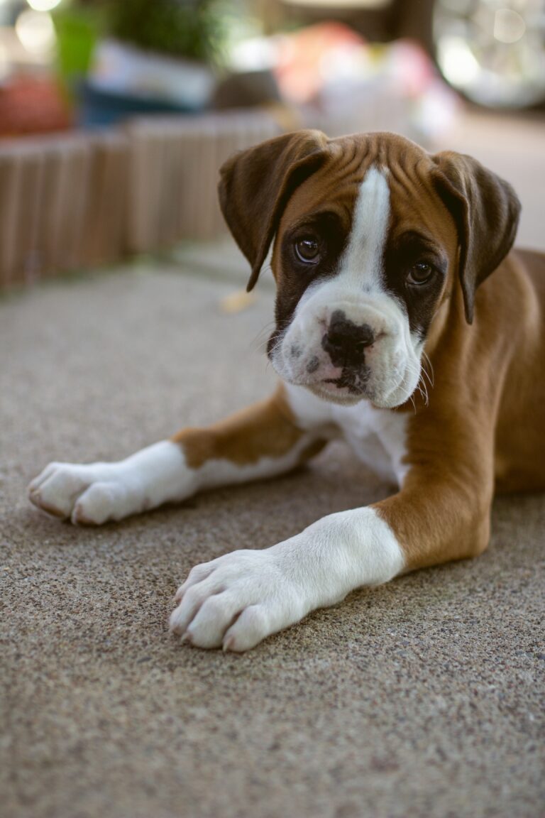 best dog food for boxer puppies