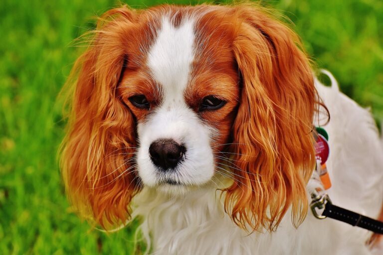 Best Dog Food For Cavalier King Charles