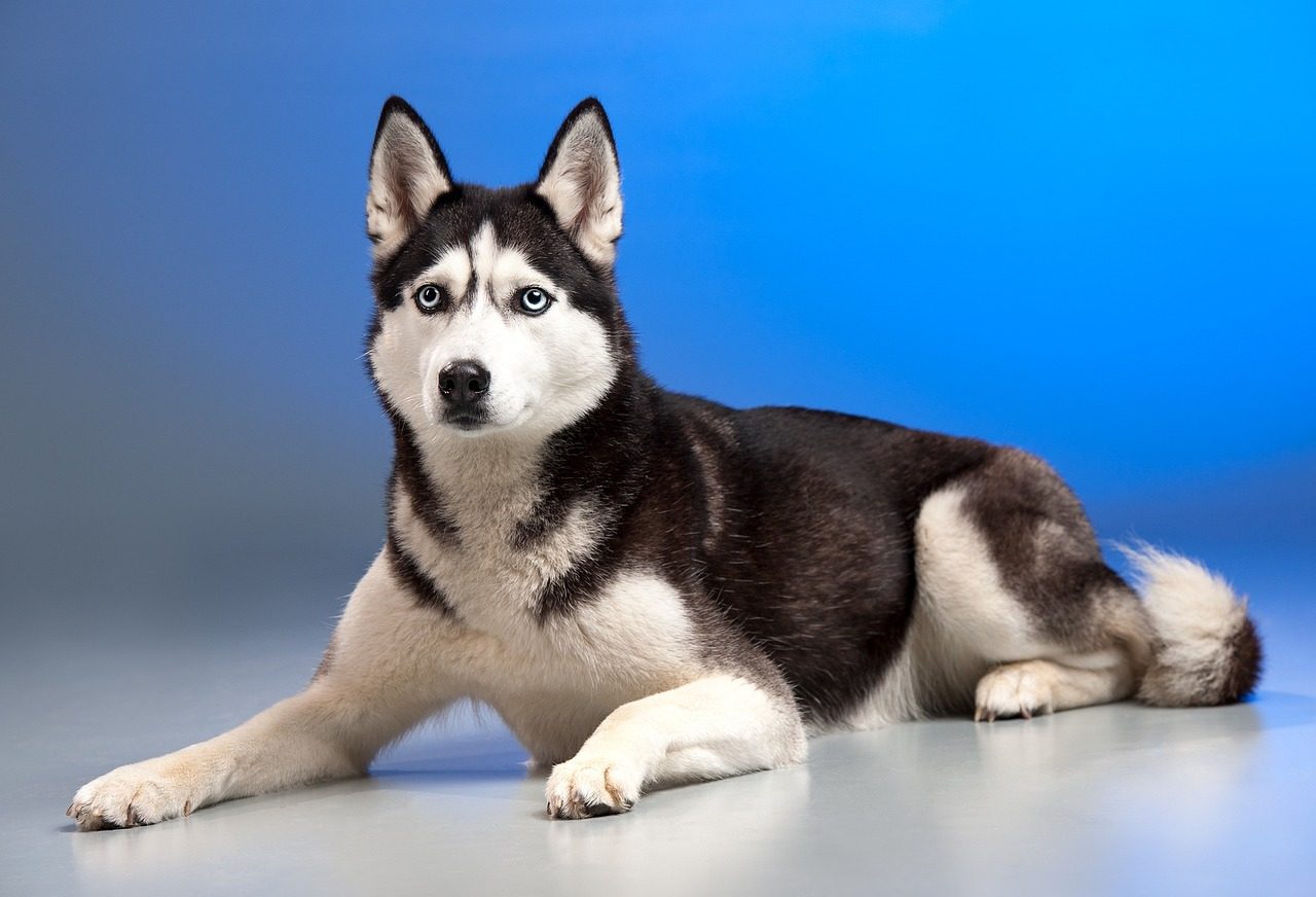 Top 5 Best Dry Dog Food For Huskies