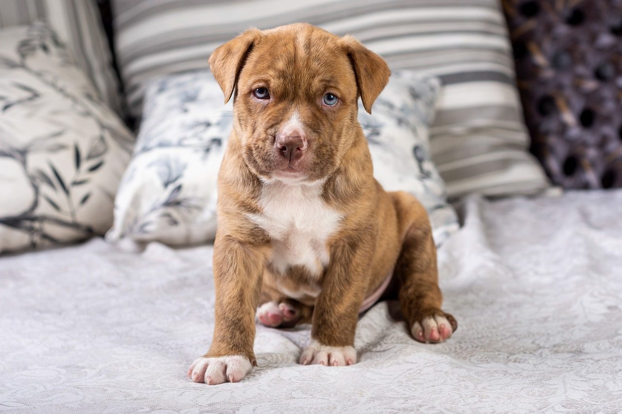 Best Dog Food For Pitbull Puppies