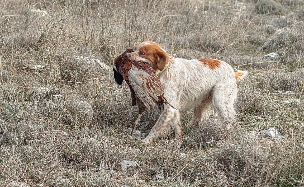 Top 5 Best Hunting Dog Food