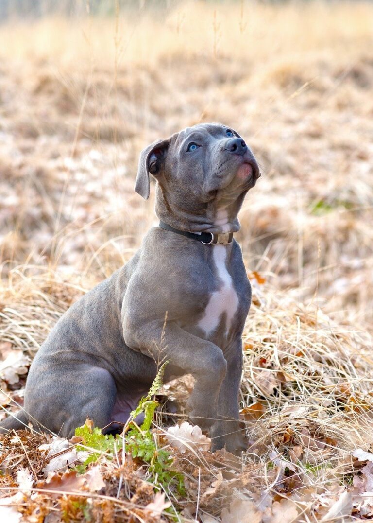 best dog food for pitbull puppies