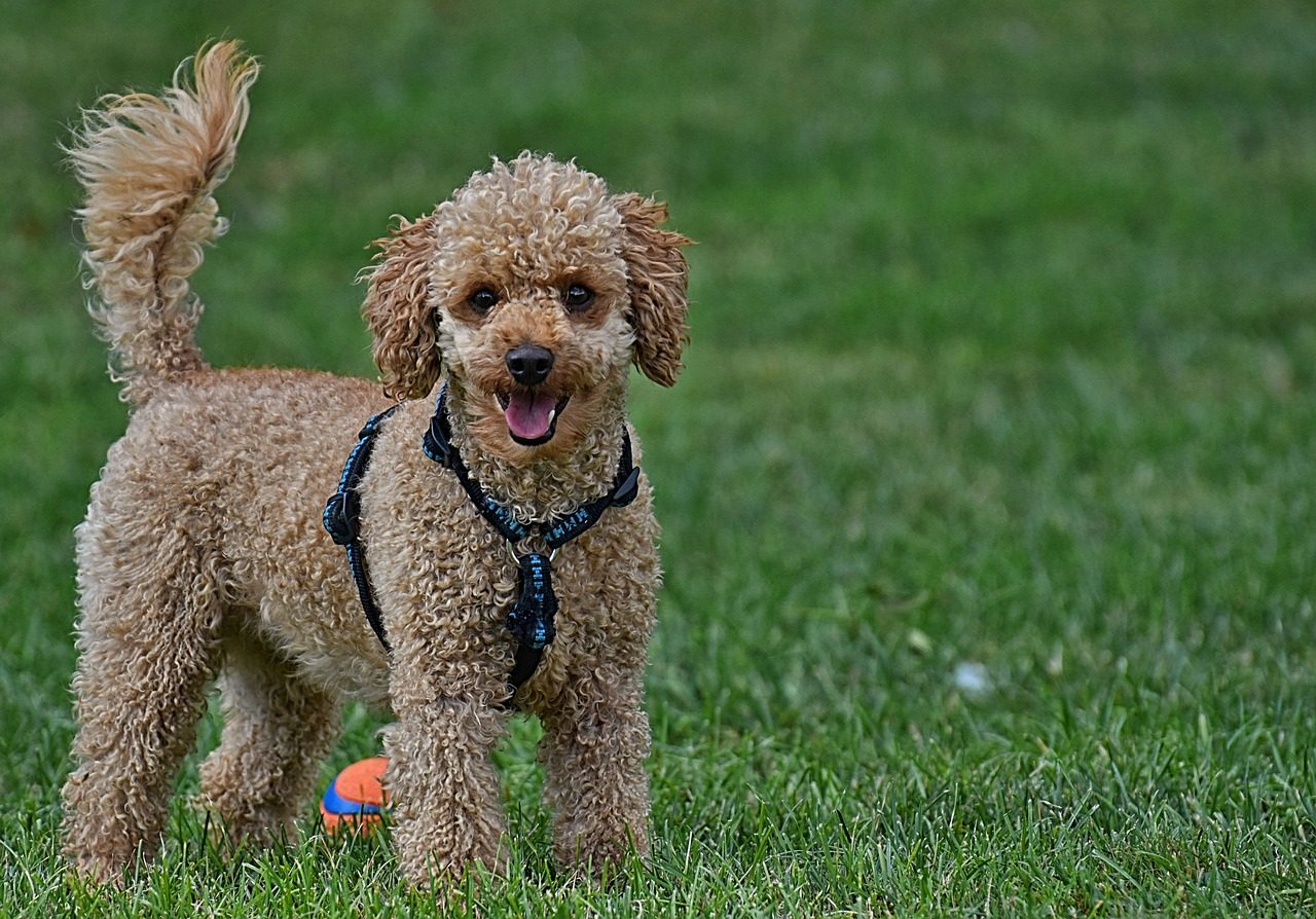 Top 5 Best Dog Food For Poodles