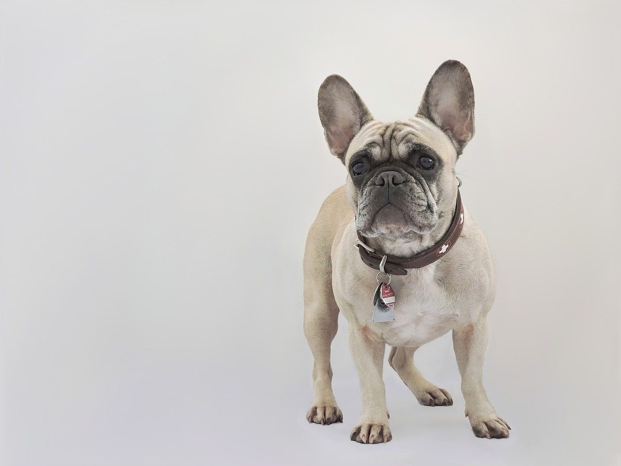 Best Dog Food For Frenchies With Allergies