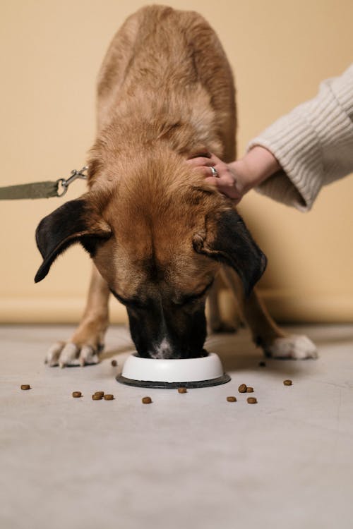 Best Food Toppers For Dogs