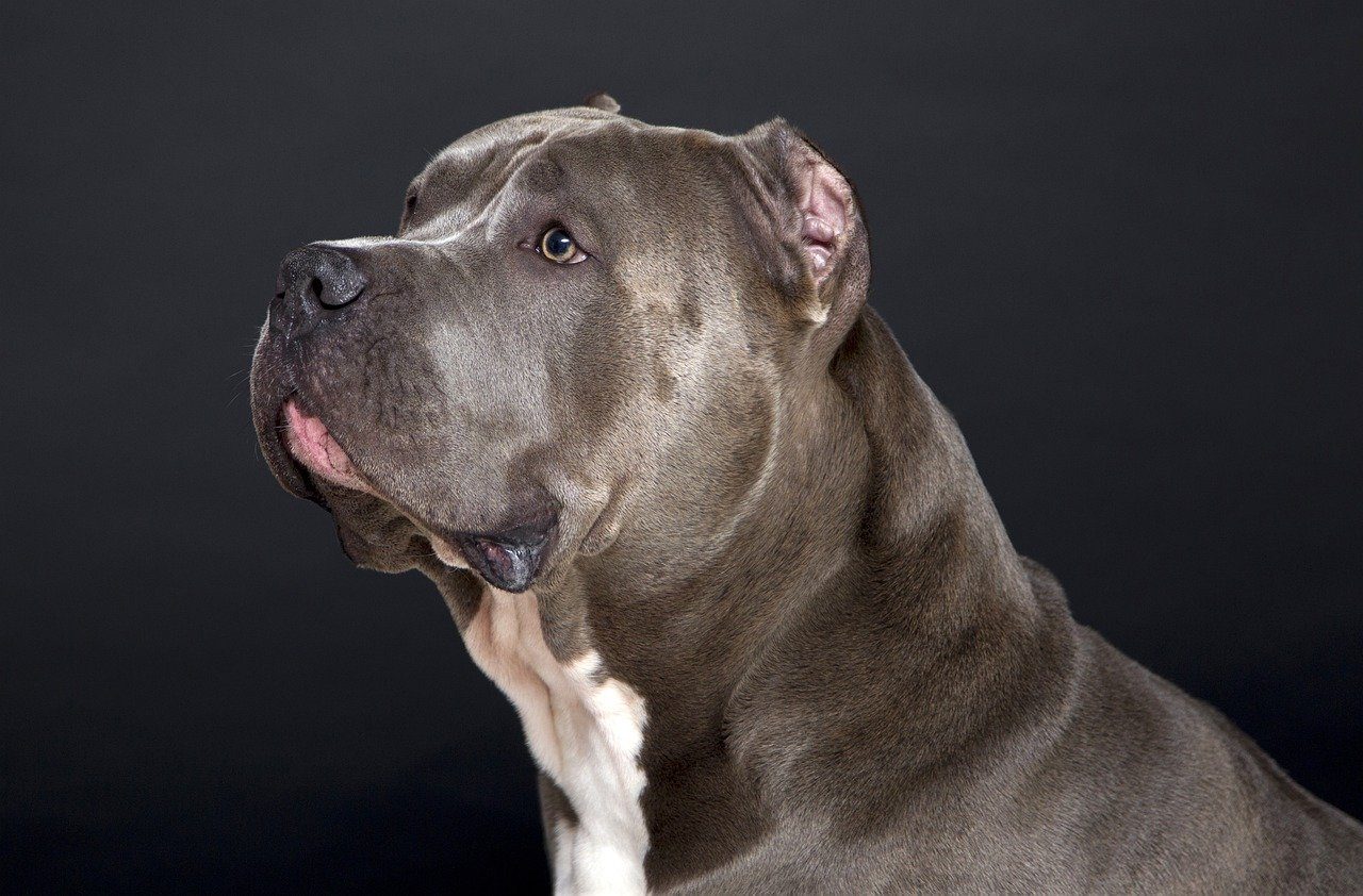 Best Dog Food for Pitbulls