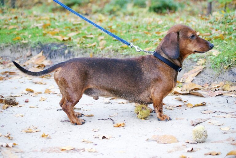 best dog food for miniature dachshunds