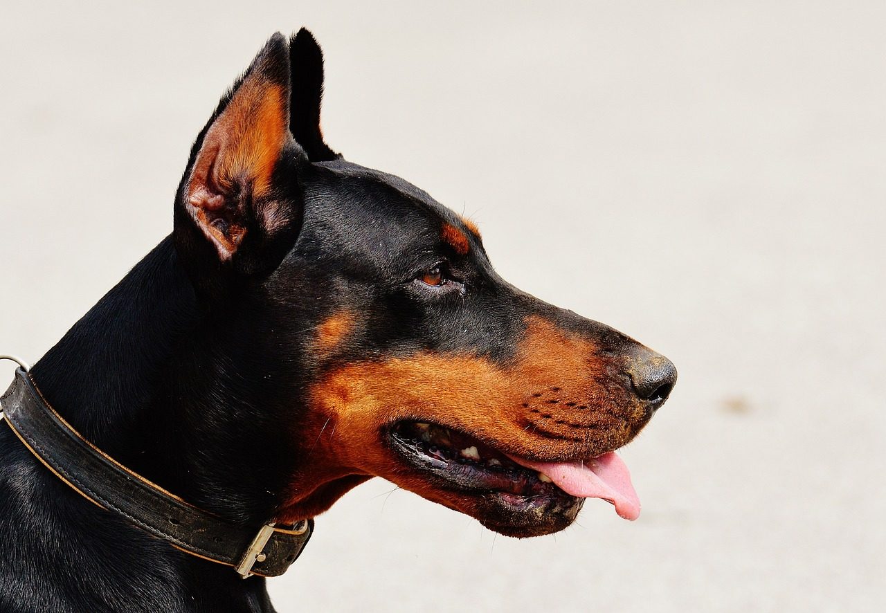 Best Food For Doberman Pinscher in the usa