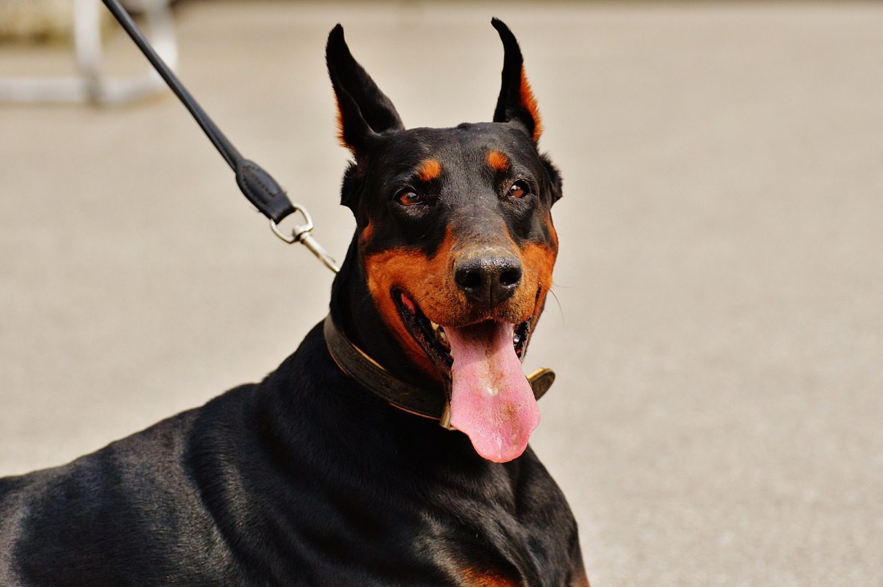 Best Dog Food For Doberman Pinscher in the usa