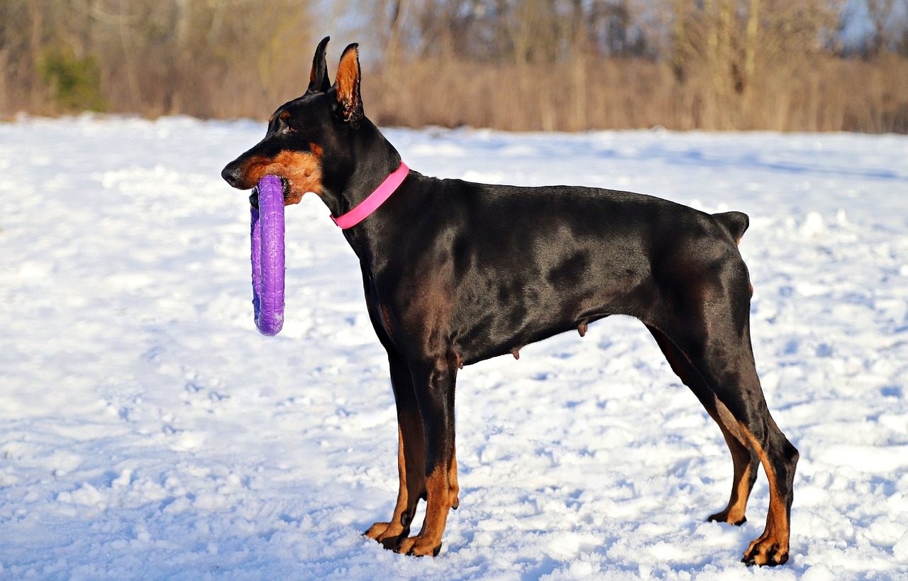 best dog food for dobermans