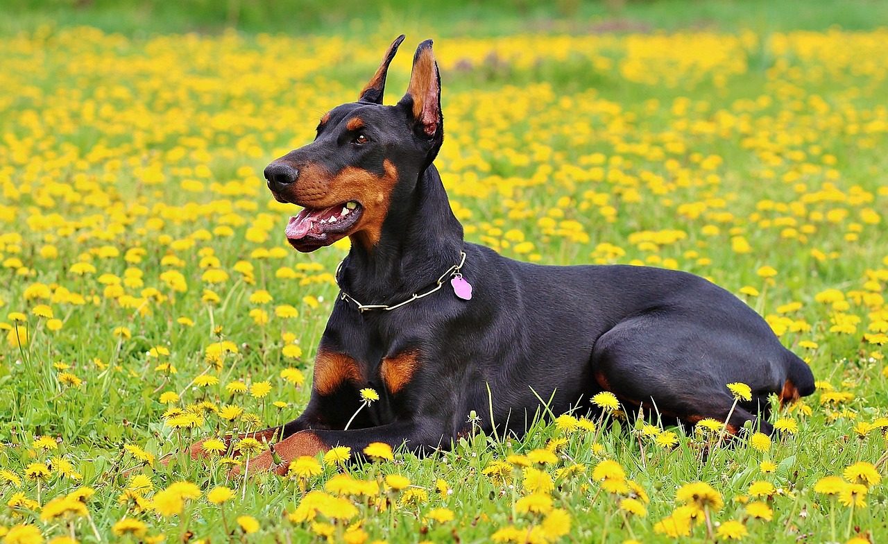 best dog food for a doberman pinscher