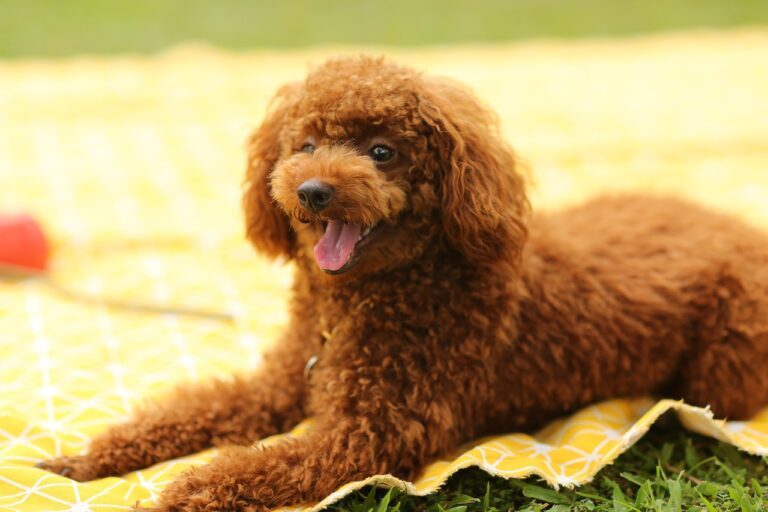 Best Dog Food For Toy Poodles