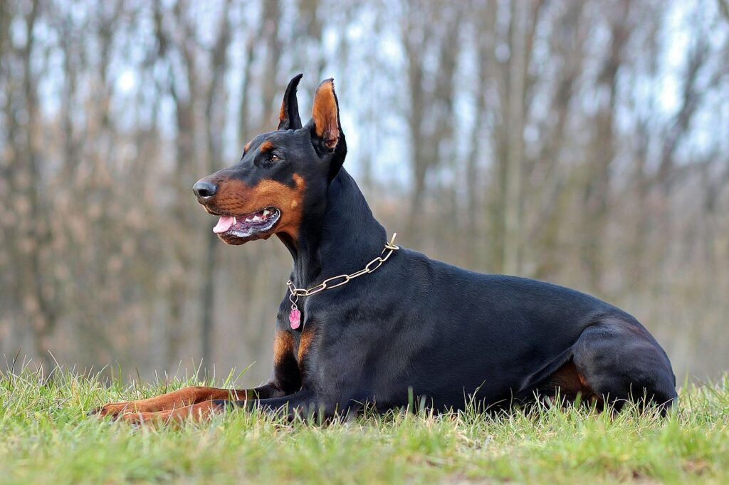 Doberman Pinscher Homemade Dog Food guide