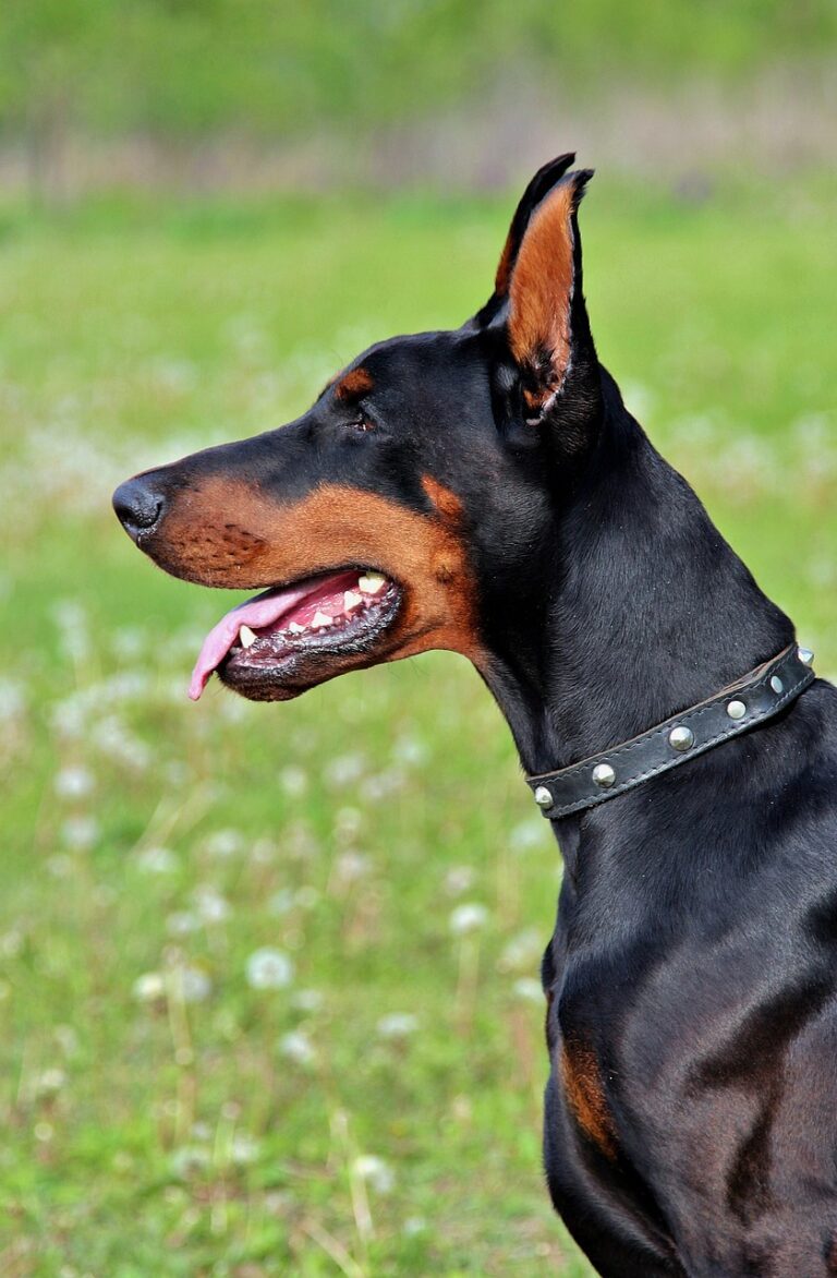 Best Dog Food For A Doberman Pinscher