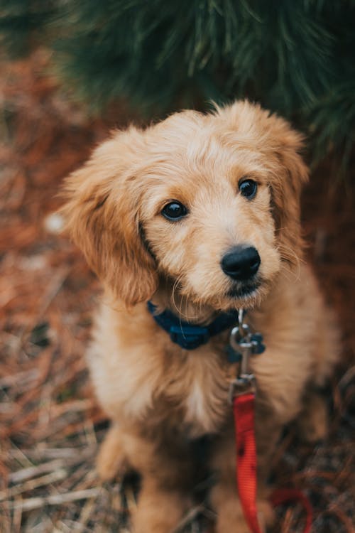 best dog food for goldendoodles