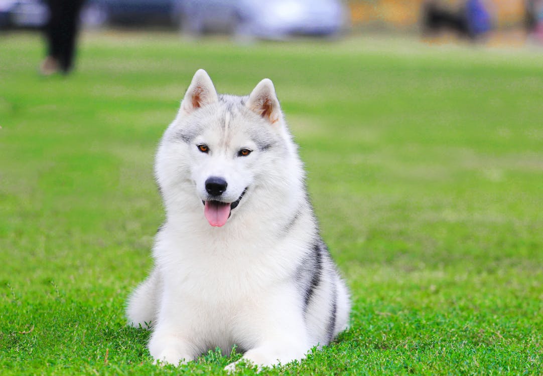 best dog food for siberian husky