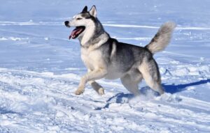 Best Dog Food For Huskies in USA