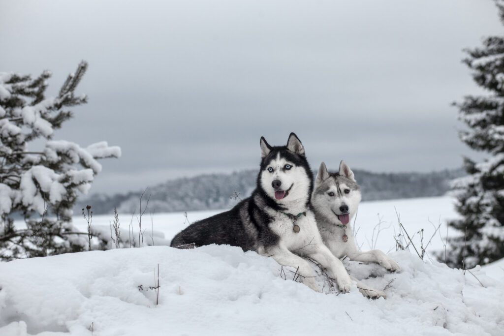 Best Dry Dog Food For Huskies in the USA