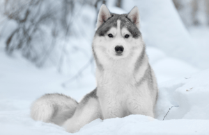 Best Dog Food For Huskies in the usa