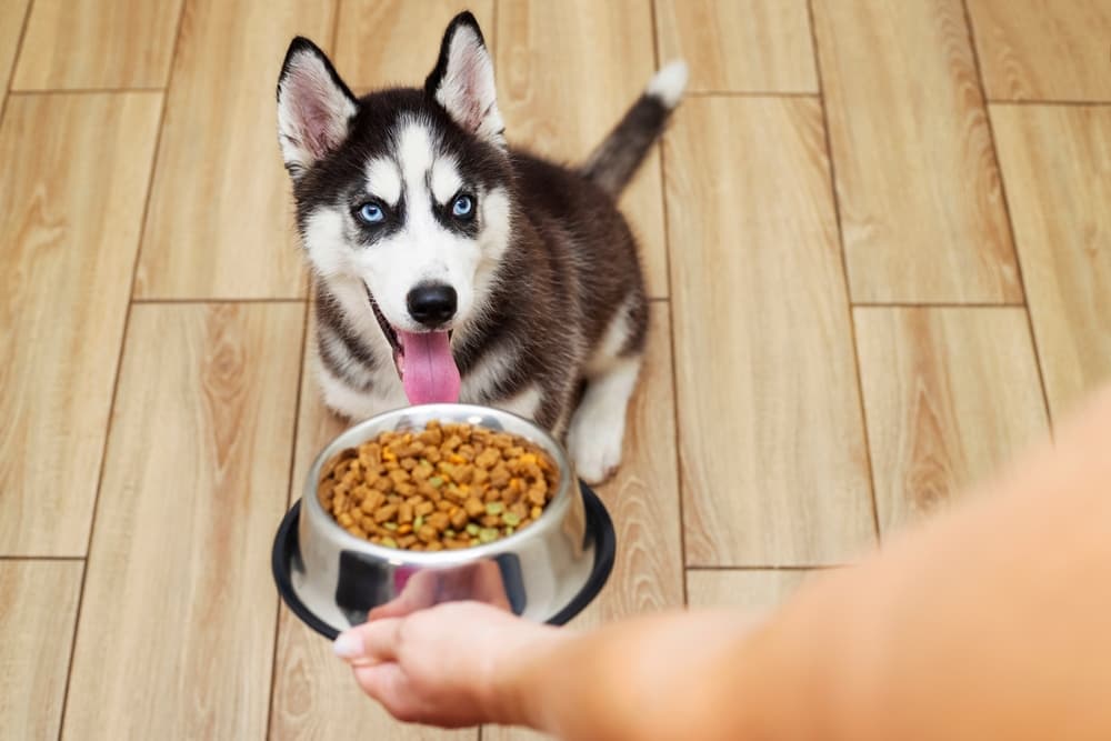 Best Food For Huskies in the usa