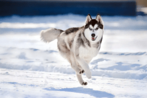 Best Dog Food For Huskies in USA