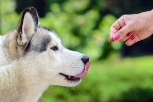 Best Food For Huskies in USA